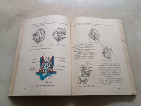 手术学（试用）