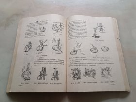 手术学（试用）