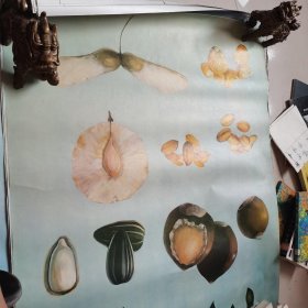 中学植物学教学挂图（34张 合售）