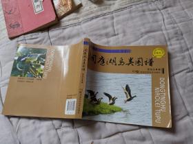 洞庭湖鳥類圖譜