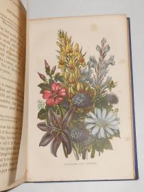 稀缺，WILD FLOWERS，约1860年出版。