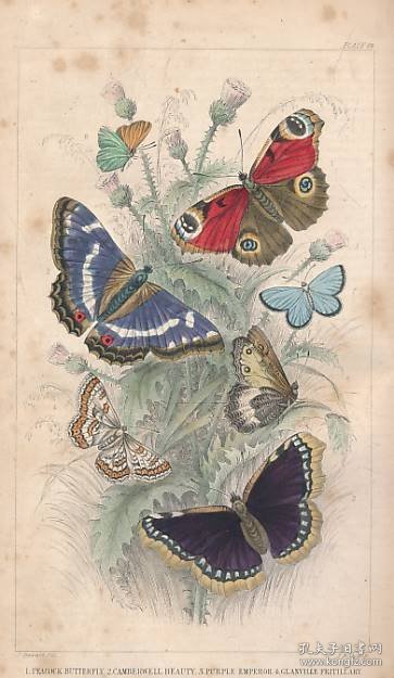 稀缺版， 《 地球和动物的自然史 》大量彩色版画与黑白插图，  约1855年出版.