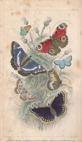 稀缺版， 《 地球和动物的自然史 》大量彩色版画与黑白插图，  约1855年出版.