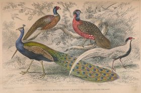 稀缺版， 《 地球和动物的自然史 》大量彩色版画与黑白插图，  约1855年出版.