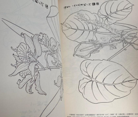 白描花卉画册、图录、作品集