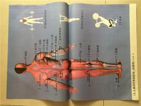 教学挂图：人体的外形和肌肉（后面观）认识2（13）  2开 八品