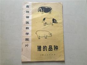 教学挂图：畜牧兽医教学图片 猪的品种 5张全 1977年1版1印 八五品 上海人民出版社