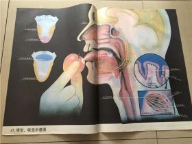 教学挂图：嗅觉.味觉示意图（45）  2开 八五品