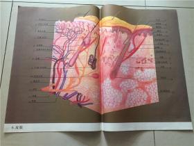 教学挂图：皮肤（6）  2开 八五品