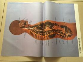 教学挂图：内脏运动神经模式图（40）  2开 八五品