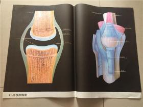 教学挂图：关节的构造（11）  2开 八五品