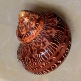海螺  猫眼蝾螺 俗称蟒纹螺 实物照片 邮政包裹寄递