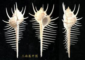 海螺 维纳斯骨螺 俗称刺螺 实物照片 邮政包裹寄递