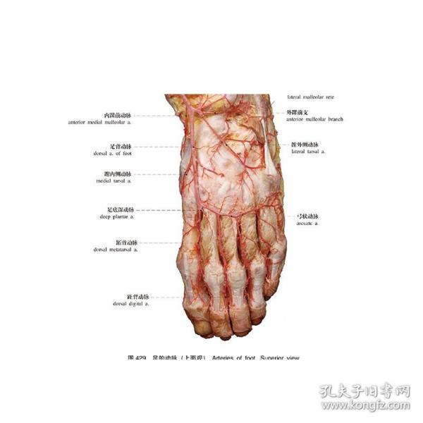 人体解剖学标本彩色图谱（第2版）