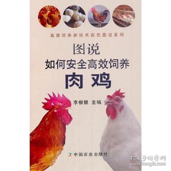 图说如何安全高效饲养肉鸡