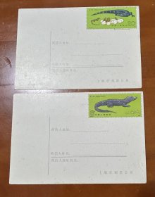 极限片—扬子鳄