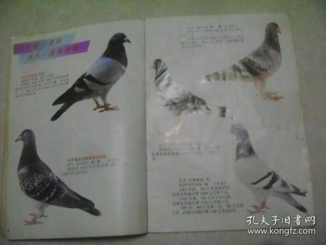 中外名鸽  体育画报 增刊