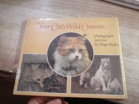 YOUR CAT S WILD COUSINS