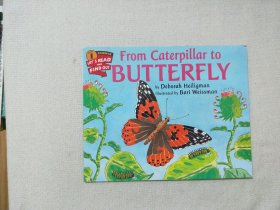 from caterpillar to butterfly