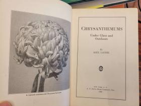 Chrysanthemums: under glass and outdoors