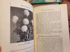 Chrysanthemums: under glass and outdoors