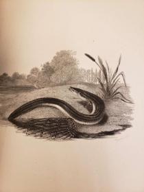 The Compleat Angler, or, the Contemplative Man's Recreation Being a Discourse of Rivers, Fish-Ponds, Fish and Fishing. With original Memoirs and Notes by Sir Charles Nicolas. Two volumes