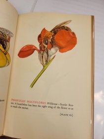 Glass Flowers in the Ware Collection in the Botanical Museum of Harvard University: Insect Pollination Series With Sixteen Color Plates by Fritz Kredel