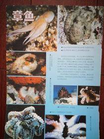 彩铜版插页（单张），章鱼，日本飞弹民俗村照片