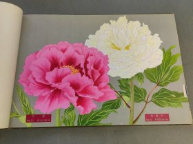牡丹图谱 新潟县花卉球根协会 全54种 彩色石版画