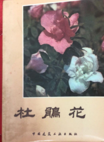 杜鹃花  1985