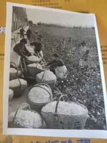 老照片  1974年  陕西省大荔县石槽公社今年种植棉花又获丰收15ⅹ11.3cm  315