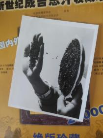 纪录历史的老照片  1985年    贵州省农业科研部门试验成功水稻珍品 15ⅹ11.3cm   704