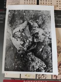 纪录历史的老照片  1984年  辽宁发现金牛山人猿人化石  15ⅹ11.3cm   1742