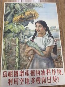 1955年对开宣传画《 为祖国增产植物油料作物，利用空地多种向日葵》