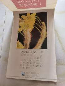 1980年 挂历 恭贺新禧  12月全花蕾 看实物图 卷筒发货