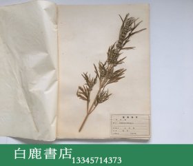 【白鹿书店】上海标本模型厂1969年生产 药用植物标本 一盒20枚