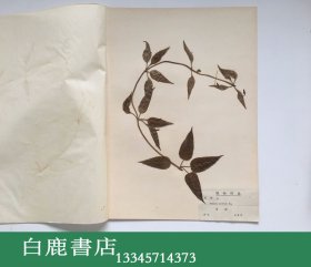 【白鹿书店】上海标本模型厂1969年生产 药用植物标本 一盒20枚