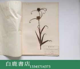 【白鹿书店】上海标本模型厂1969年生产 药用植物标本 一盒20枚