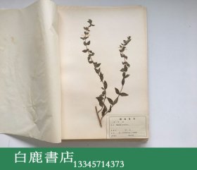 【白鹿书店】上海标本模型厂1969年生产 药用植物标本 一盒20枚