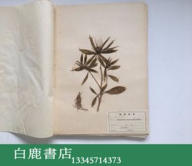 【白鹿书店】上海标本模型厂1969年生产 药用植物标本 一盒20枚