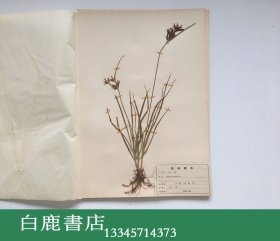 【白鹿书店】上海标本模型厂1969年生产 药用植物标本 一盒20枚