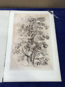 【萨尔瓦多·罗萨】1823年超大幅蚀刻飞尘铜版画《一棵树的习作》—意大利浪漫主义先驱画家萨尔瓦多·罗萨(Salvator Rosa,1615-1673年)素描作品 雕刻师George Robert Lewis 纸张尺寸56.2*38.2厘米