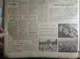 1960年8月1《新疆日报》自治区党委人委发出关于播种冬麦的指示立即动手充分准备力争多种种好冬麦。吐鲁番县各公社狠抓棉花田间管理力争棉花大丰收1照片。库尔勒英下公社实行棉田档案管理制按增产技术措施细致管理长绒棉。伊宁市红星公社从1958年以来培植了1个有5百亩地的大苹果园这是该社四大队的社员在给果苗除草松土1照片。刘宁一同志在日本总评十五次定期大会上致祝词说中日两国工人的友谊必将加深和发展