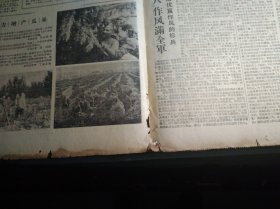 1960年8月1《新疆日报》自治区党委人委发出关于播种冬麦的指示立即动手充分准备力争多种种好冬麦。吐鲁番县各公社狠抓棉花田间管理力争棉花大丰收1照片。库尔勒英下公社实行棉田档案管理制按增产技术措施细致管理长绒棉。伊宁市红星公社从1958年以来培植了1个有5百亩地的大苹果园这是该社四大队的社员在给果苗除草松土1照片。刘宁一同志在日本总评十五次定期大会上致祝词说中日两国工人的友谊必将加深和发展