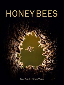 Honey Bees，蜜蜂，英文原版