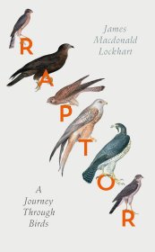 Raptor: A Journey Through Birds，英文原版