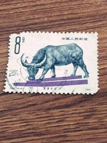 邮票  1981年  T63 畜牧业牛 6-2 水牛 8分 信销票
