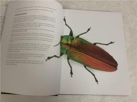 Pheromone: The Insect Artwork of Christopher Marley马利的昆虫艺术标本