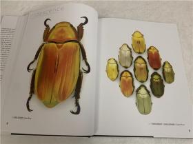 Pheromone: The Insect Artwork of Christopher Marley马利的昆虫艺术标本