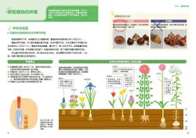 生活-第一次打造花园就成功.花园盆栽的100个技巧种花养花花艺园艺家庭园艺阳台种花盆栽9787518424467